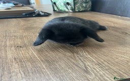 Dwarf Lop rabbits for sale: Dwarf lops READY NOW - Image 9