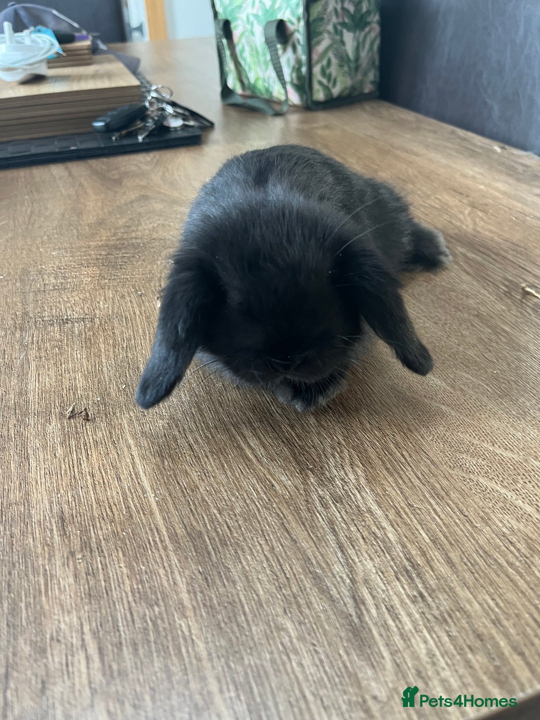 Dwarf Lop rabbits for sale: Dwarf lops READY NOW - Image 9