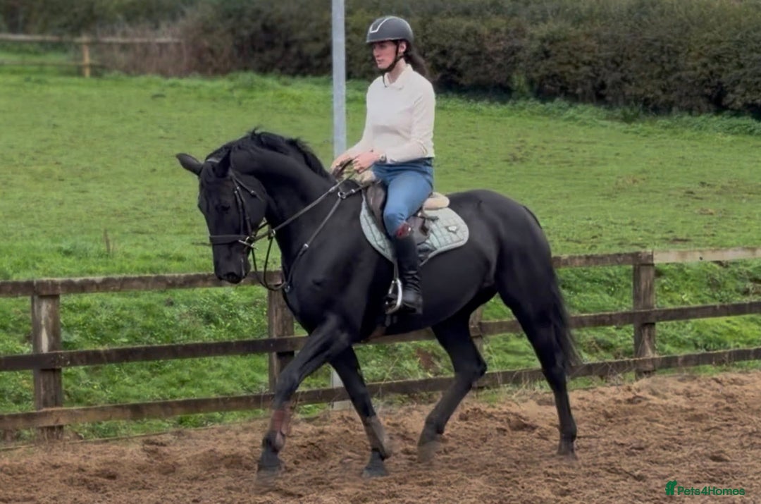 Hanoverian horses for sale: Ride And Drive Black Beauty - Advert 4