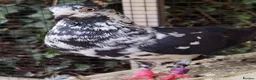 Pigeons birds for sale: Pigeons [Semi Hand-Raised] - Fancy & Racing Breeds - Advert 7
