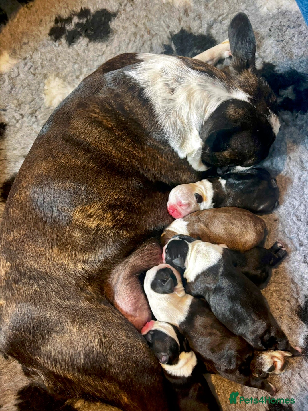 Boston Terrier dogs for sale: Beautiful Boston Terrier Puppies  - Image 2