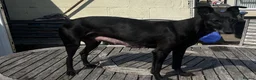 Mixed Breed dogs for sale: Bedlington whippets in Bishop Auckland - Advert 3