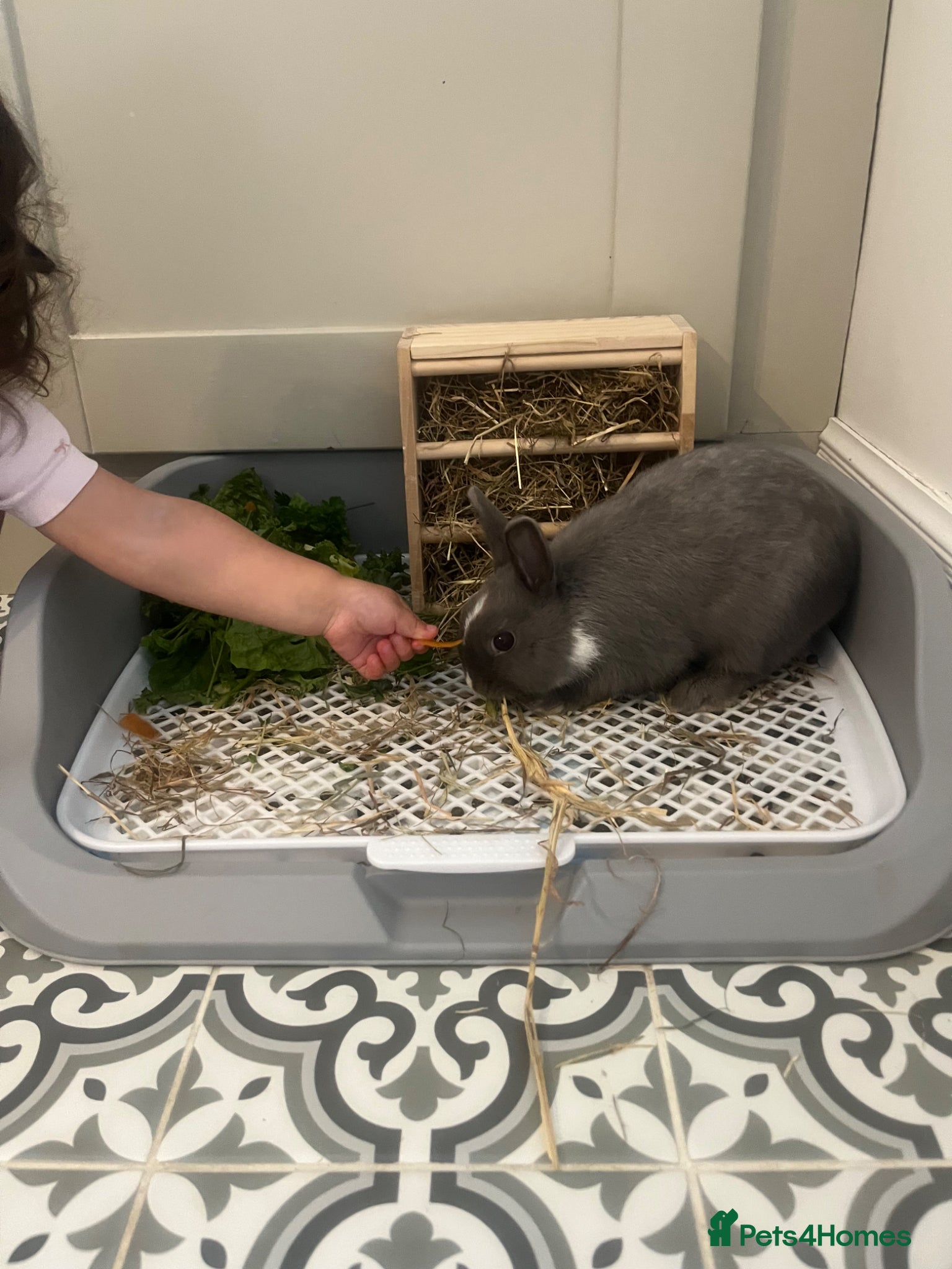 Netherland Dwarf rabbits for sale: Netherlands dwarf siblings in Swanley - Advert 5