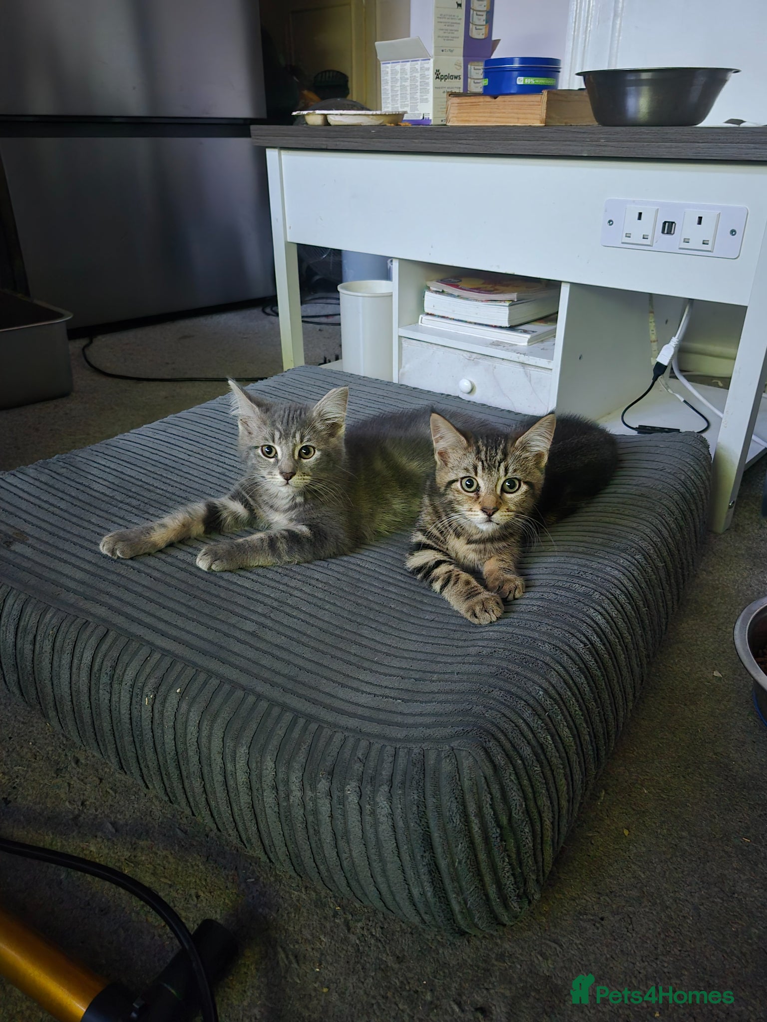 Maine Coon cats 💥😻 READY NOW 1 LEFT Mainecoon x ragdoll 😻💥 - Advert 2