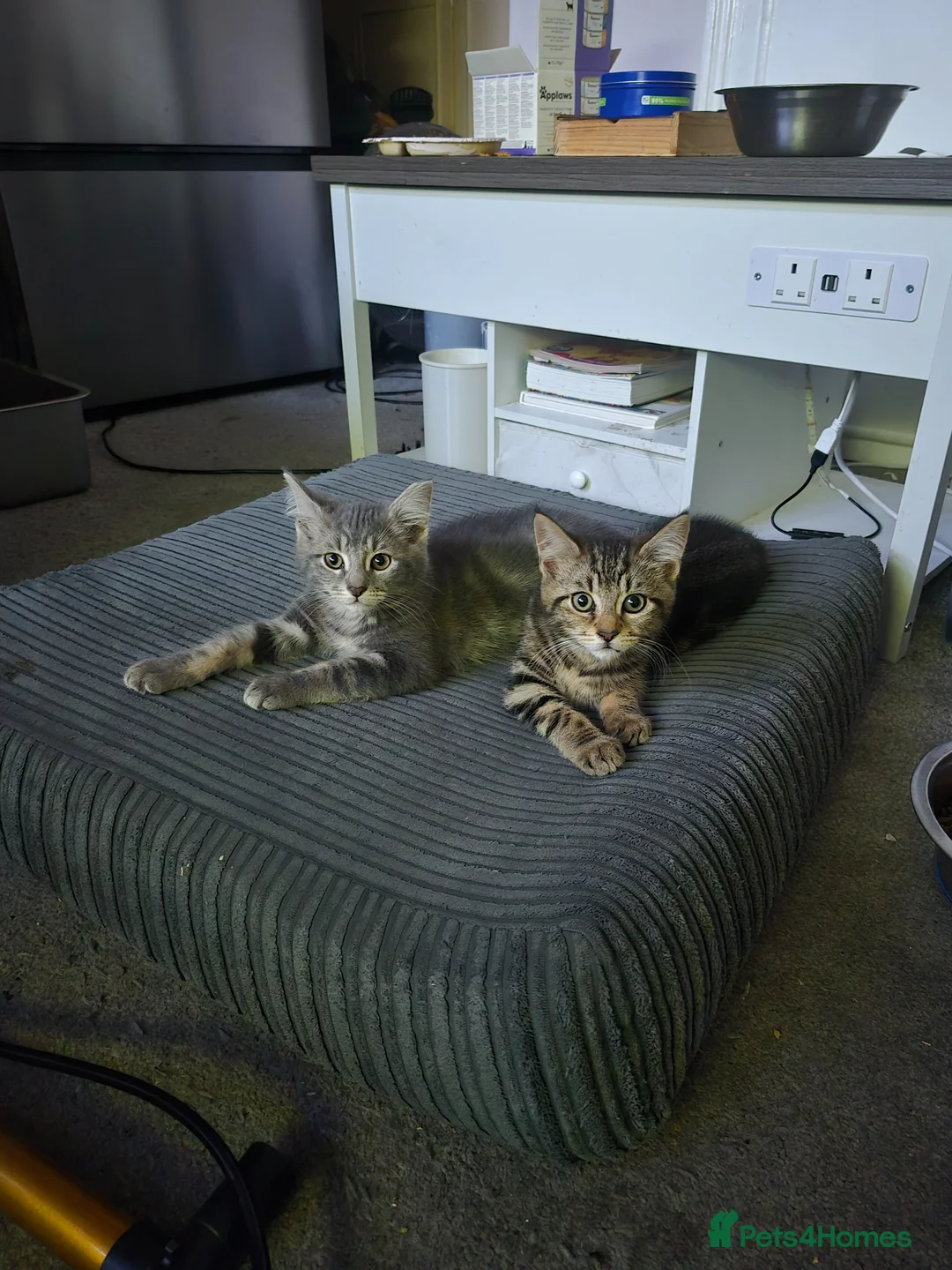 Maine Coon cats for sale: 💥😻 READY NOW 1 LEFT Mainecoon x ragdoll 😻💥 - Advert 2