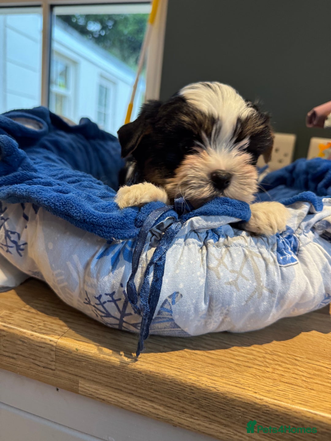Biewer Terrier dogs for sale: Biewer and biro Yorkshire terrier puppies (reg)  - Image 5