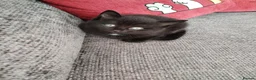 Mixed Breed cats for sale: 2 male kittens - Advert 3