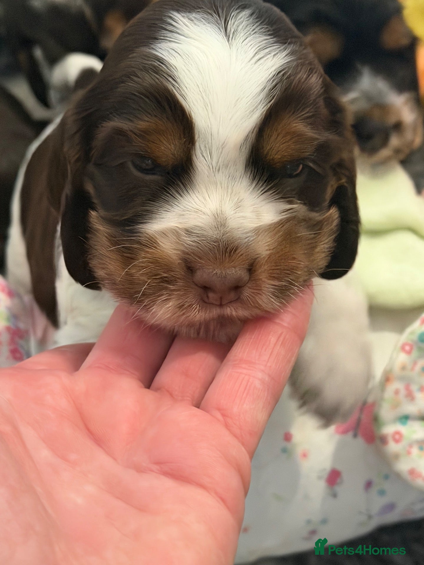 Cocker Spaniel dogs Stunning show type Cocker spaniel puppies  - Advert 1
