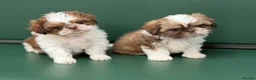 Shih Tzu dogs for sale: Highly Pedigreed Pure Breed Shih Tzu Puppies - Advert 14