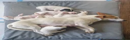 Mixed Breed dogs for sale: Parson Jack Russel Puppies For Sale in Llanfechain - Advert 11