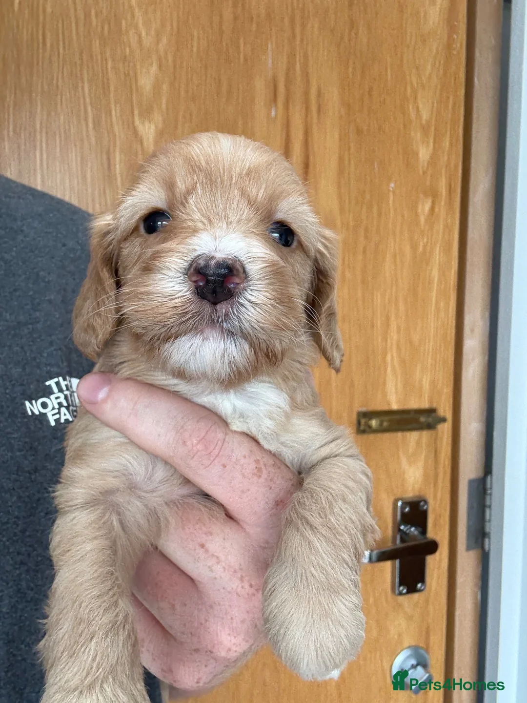 Cockapoo dogs for sale: Cockapoo puppies for sale  - Advert 2