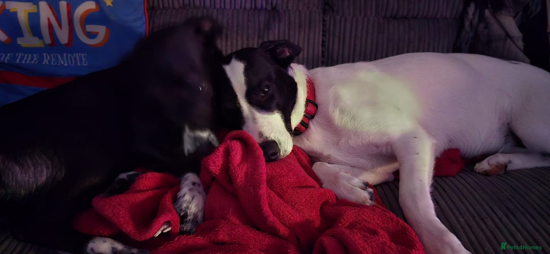 Mixed Breed dogs for sale: Beautiful 1 year old female dog  - Advert 12