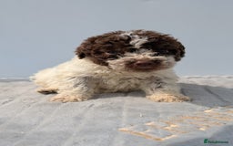 Lagotto Romagnolo dogs for sale: Adorable Lagotto Pups - Image 4