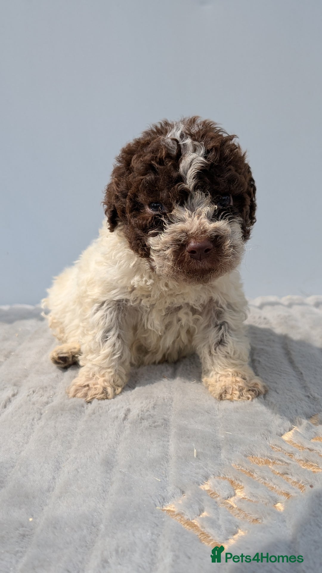 Lagotto Romagnolo dogs for sale: Adorable Lagotto Pups - Image 4