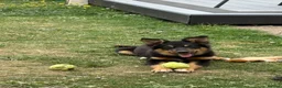 Border Collie dogs for sale: Male border collie 4months - Advert 6