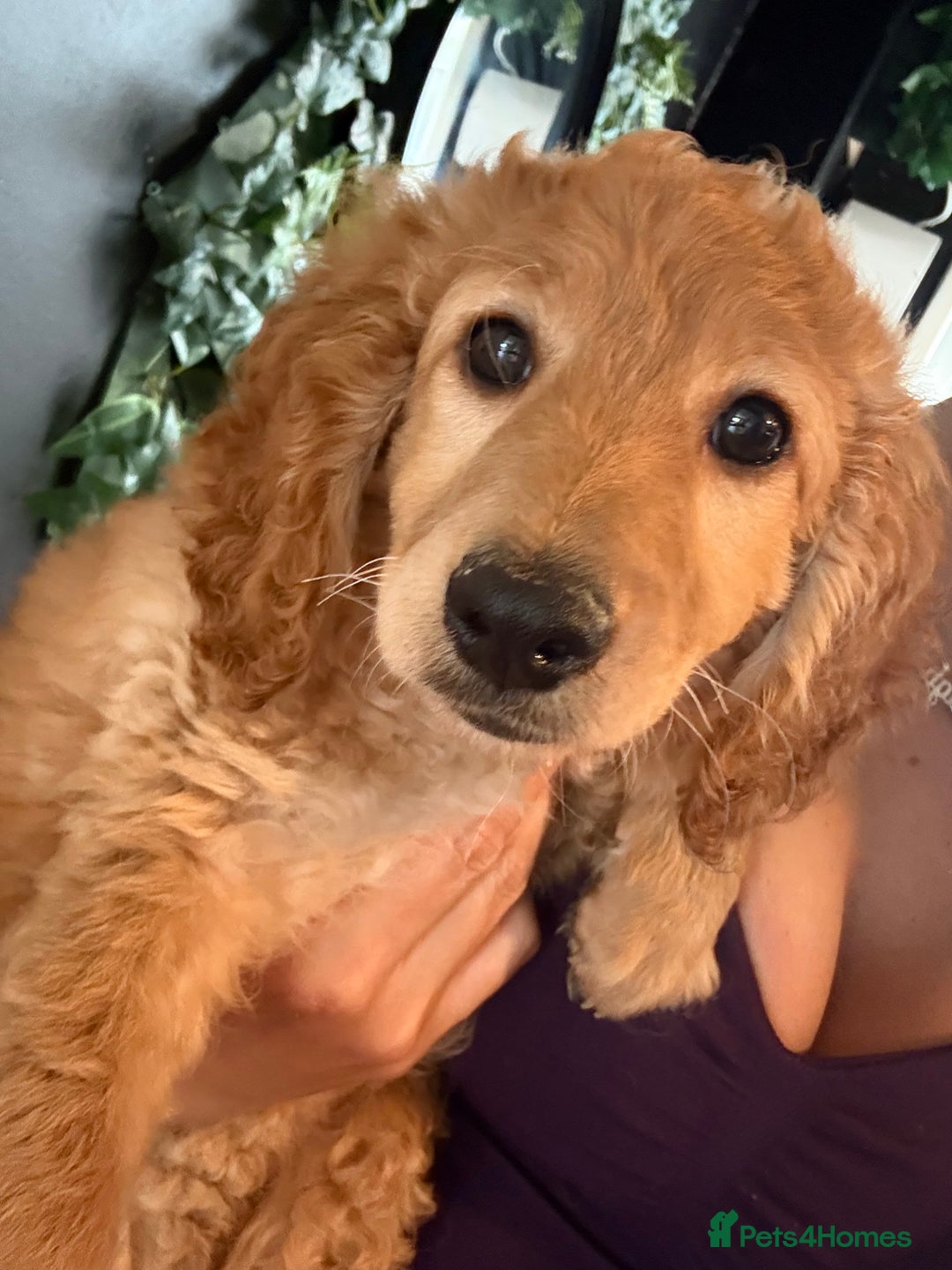 Mixed Breed dogs for sale: Cavapoo puppies  - Image 2