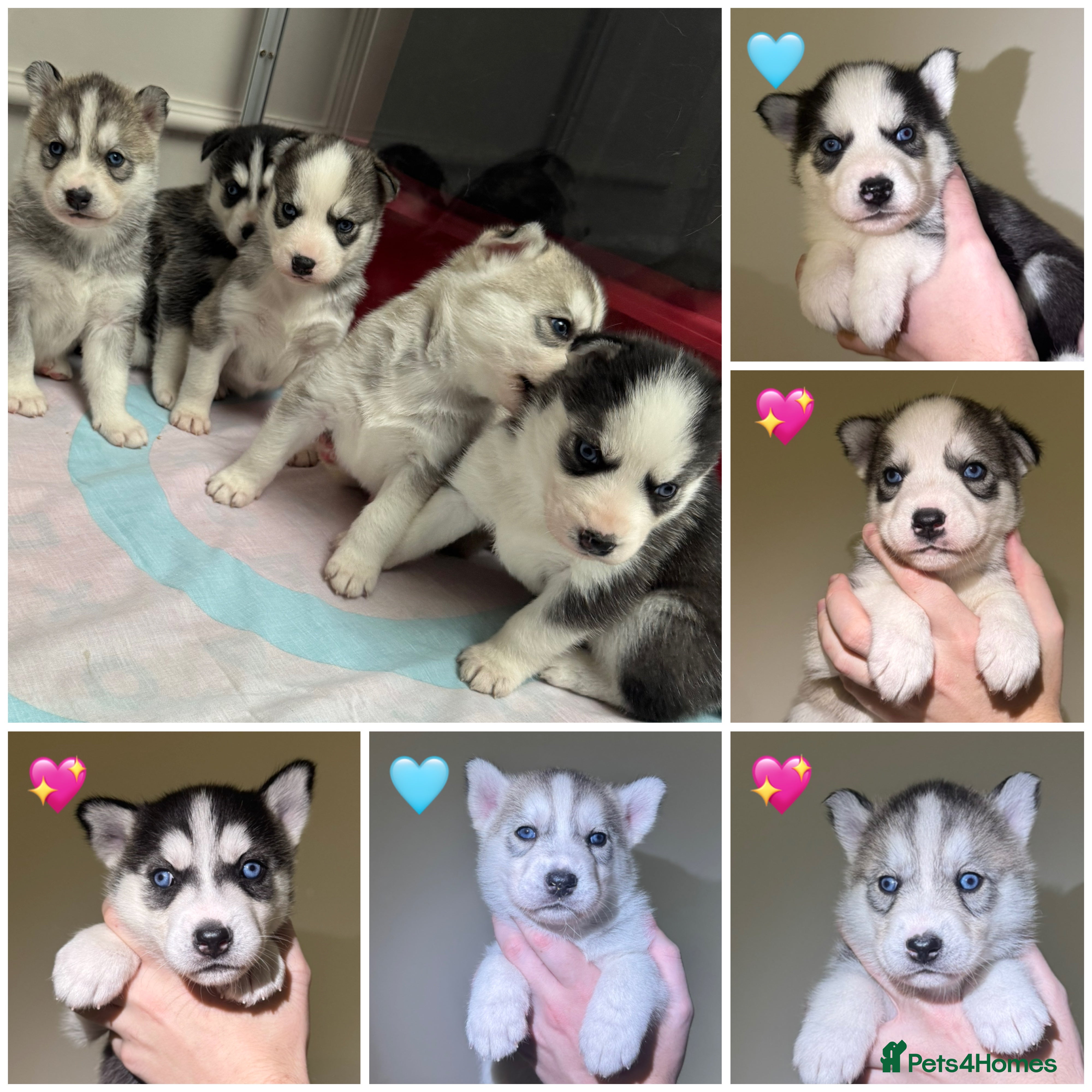Siberian Husky dogs KC REGISTERED SIBERIAN HUSKYS MOM/DAD CAN BE SEEN - Advert 15