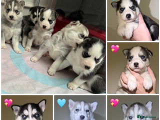 Siberian Husky dogs KC REGISTERED SIBERIAN HUSKYS MOM/DAD CAN BE SEEN - Advert 15