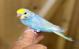 Budgerigars birds for sale: Rainbow budgie hand reared  - Image 9