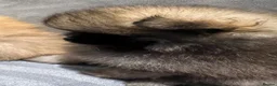 Pomeranian dogs for sale: Beautiful Pomeranian puppies - Advert 5
