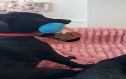 Mixed Breed dogs for sale: Beau Labrastaff - Image 9