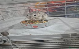 Gerbil rodents for sale: Gerbils for sale - Image 2