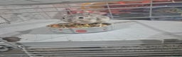 Gerbil rodents for sale: Gerbils for sale - Advert 2