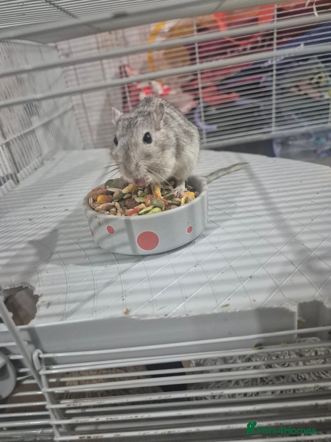 Gerbil rodents for sale: Gerbils for sale - Image 2