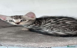 Mixed Breed cats for sale: 4 stunning kittens left  - Image 13