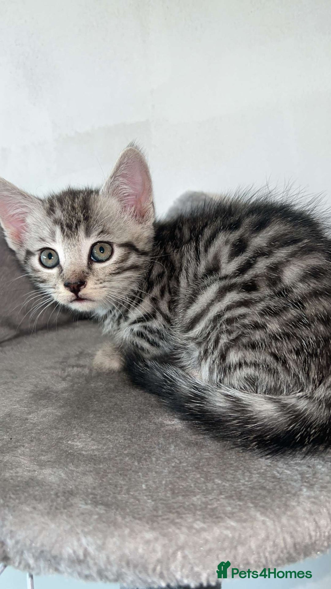 Mixed Breed cats for sale: 4 stunning kittens left  - Image 13