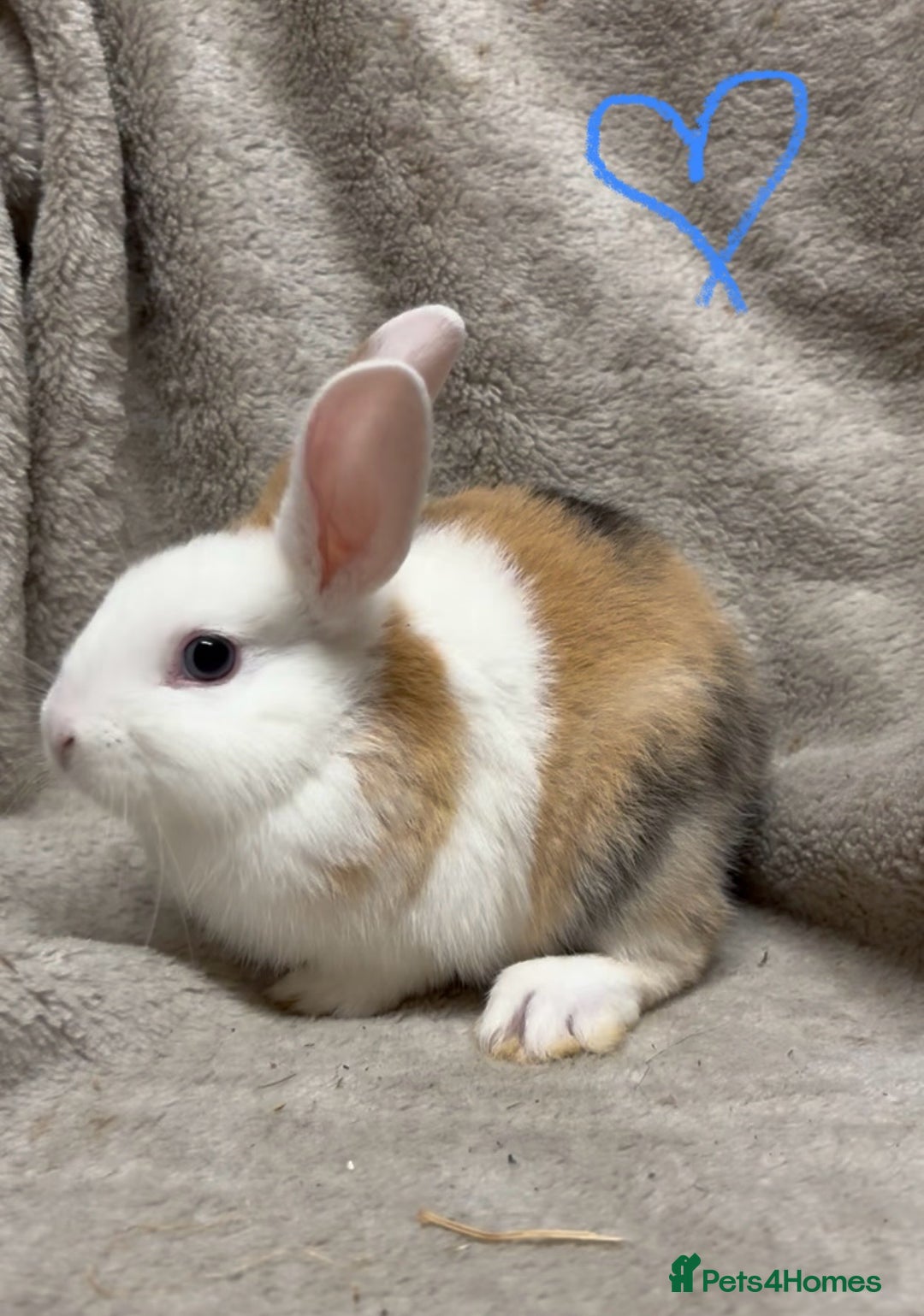 Mixed Breed rabbits for sale: 4 Beautiful baby mix breed bunnies  - Advert 18