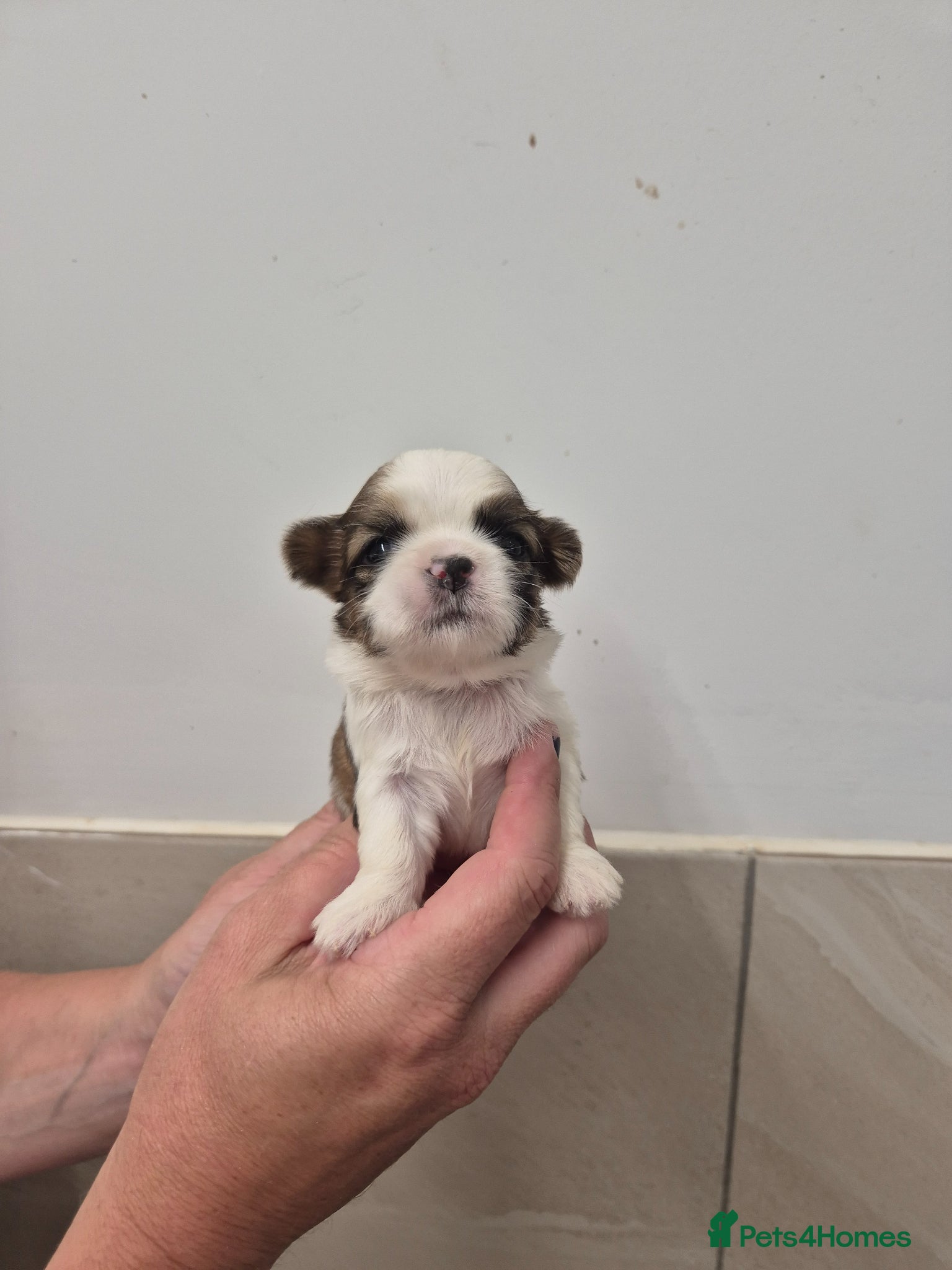 Shih Tzu dogs for sale: Shih Tzu Puppies - Advert 5