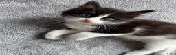 Mixed Breed cats for sale: Ragdoll cross kittens friends - Advert 10