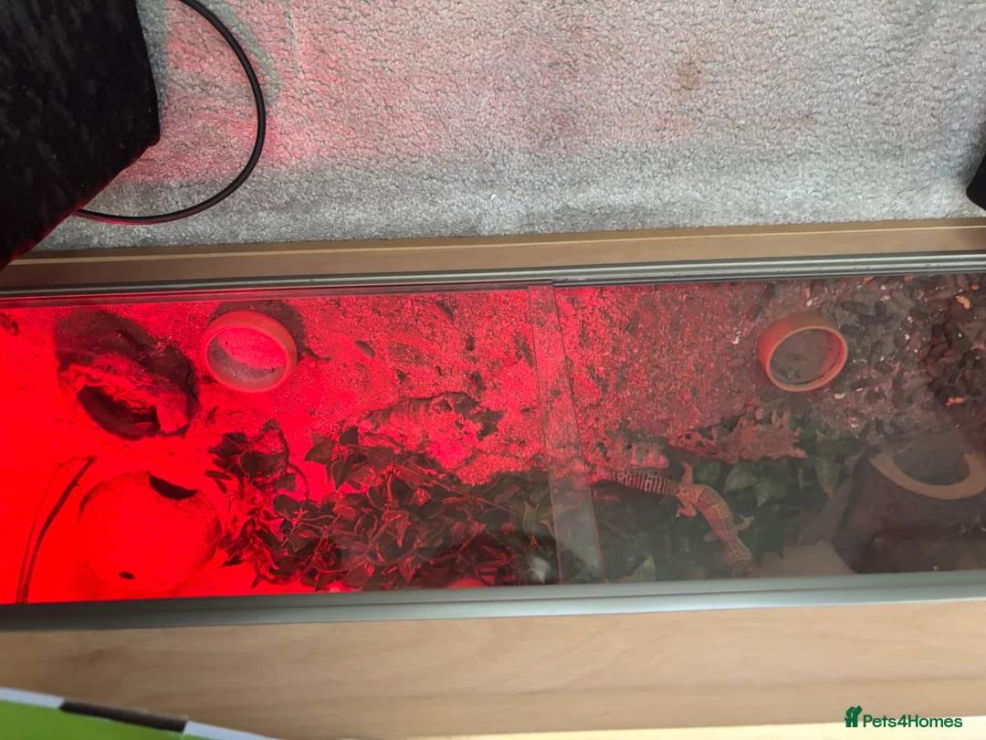 Gecko reptiles for sale: Albino gecko for sale  in Walsall - Advert 3