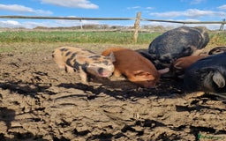 Pig livestock for sale: Piglets - Advert 4