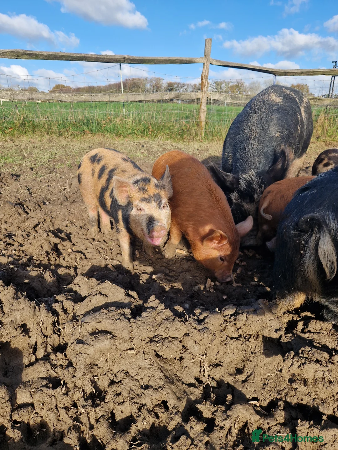 Pig livestock for sale: Piglets - Advert 4