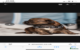 Mixed Breed dogs for sale: 6 Gorgeous Shorkie’s ready 20/12/025 - Advert 10