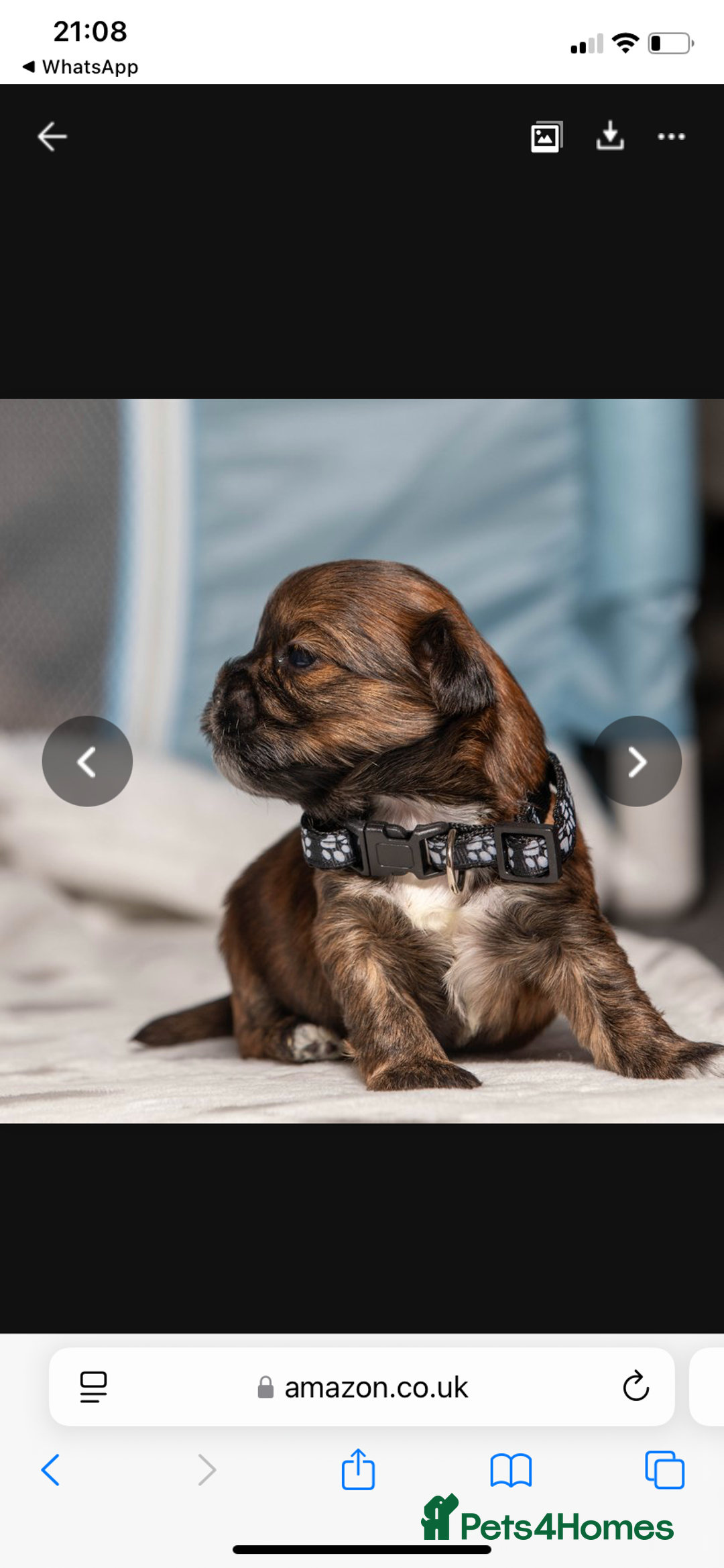 Mixed Breed dogs for sale: 6 Gorgeous Shorkie’s ready 20/12/025 - Advert 10