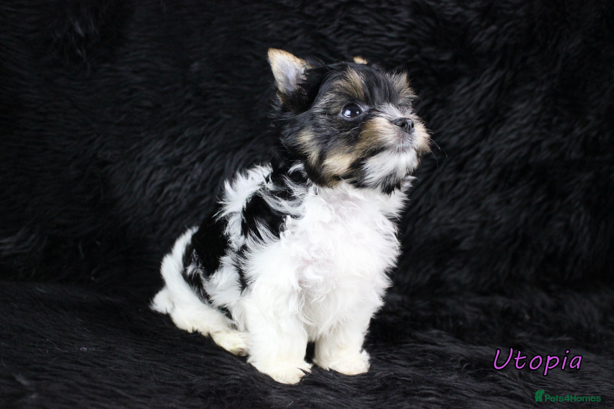 Yorkshire Terrier dogs ✨ Stunning Biewer & Merle Yorkies – Ready 09 Apr ✨ - Advert 1
