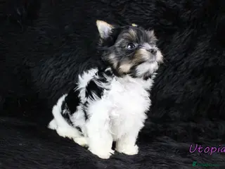 Yorkshire Terrier dogs for sale: ✨ Stunning Biewer & Merle Yorkies – Ready 09 Apr ✨ - Advert 1