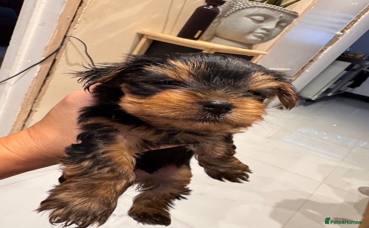 Yorkshire Terrier dogs - Advert 3