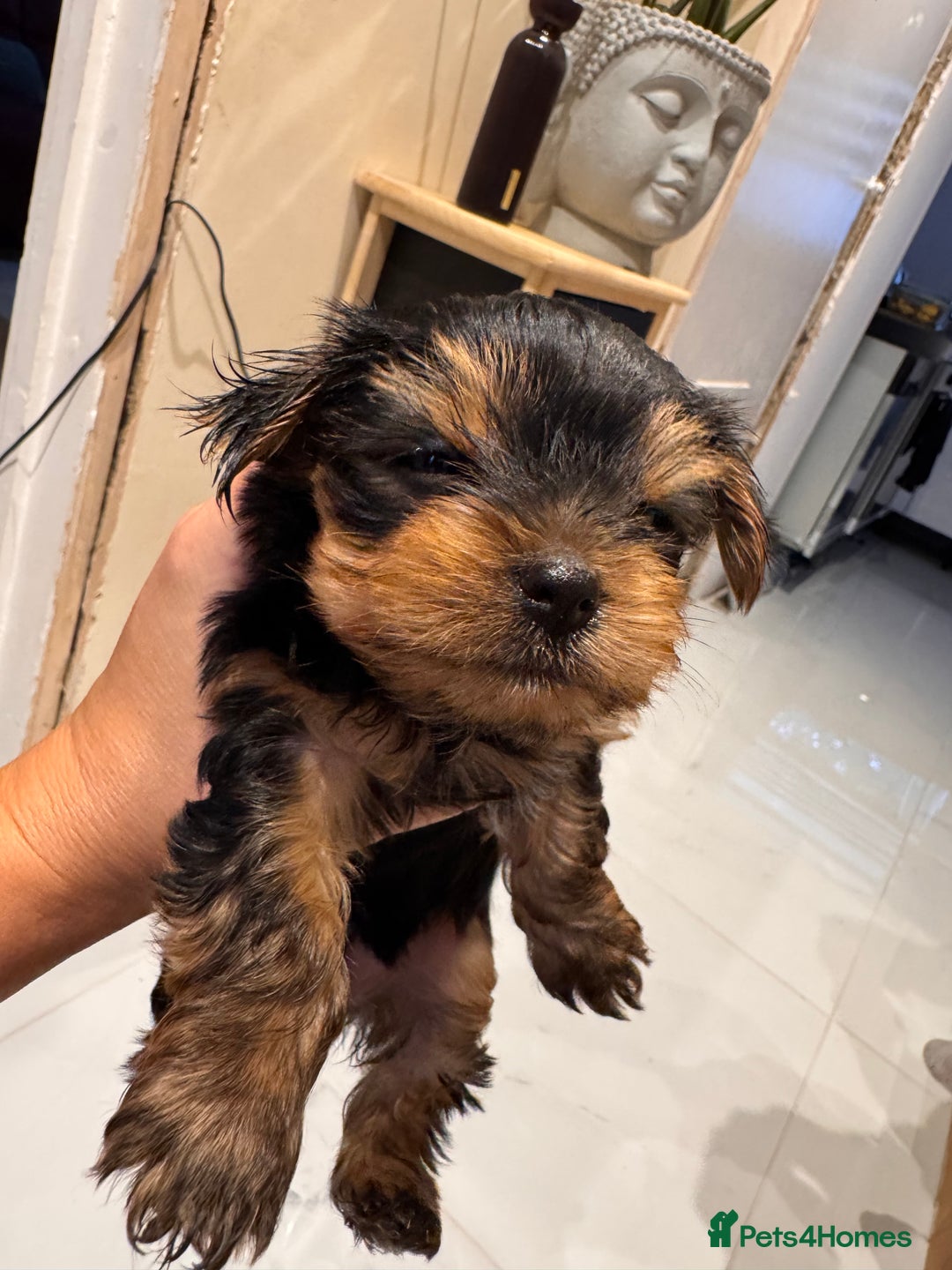 Yorkshire Terrier dogs for sale: Yorkshire terrier girl - Image 1