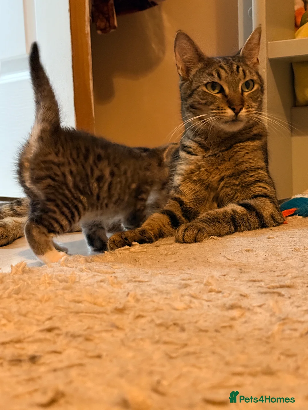 British Shorthair cats for sale: Beautiful litter of 6 kittens! - Advert 2