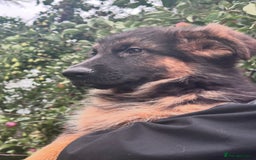 German Shepherd dogs for sale: World class German Shepherd for sale  - Image 4