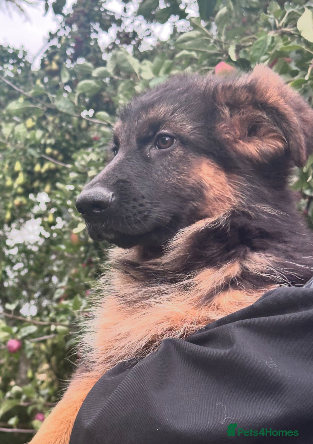 German Shepherd dogs for sale: World class German Shepherd for sale  - Image 4