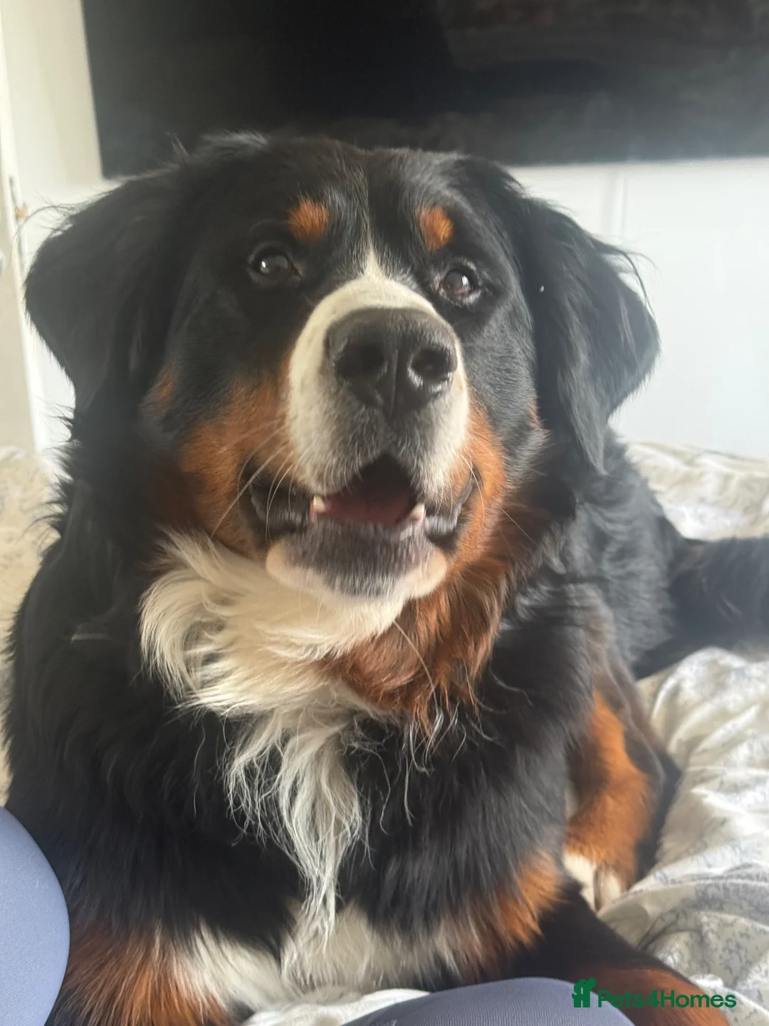 Bernese Mountain Dog dogs for stud: Outstanding Bernese Mountain Dog Stud  in Basingstoke - Advert 2