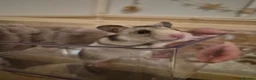 Hamster rodents for sale: Male Syrian hamster - Advert 2