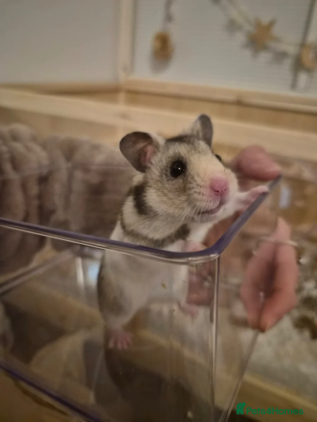 Hamster rodents for sale: Male Syrian hamster - Advert 2