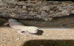 Leopard Gecko reptiles for sale: 2 Female Leopard Geckos for Sale - Image 6