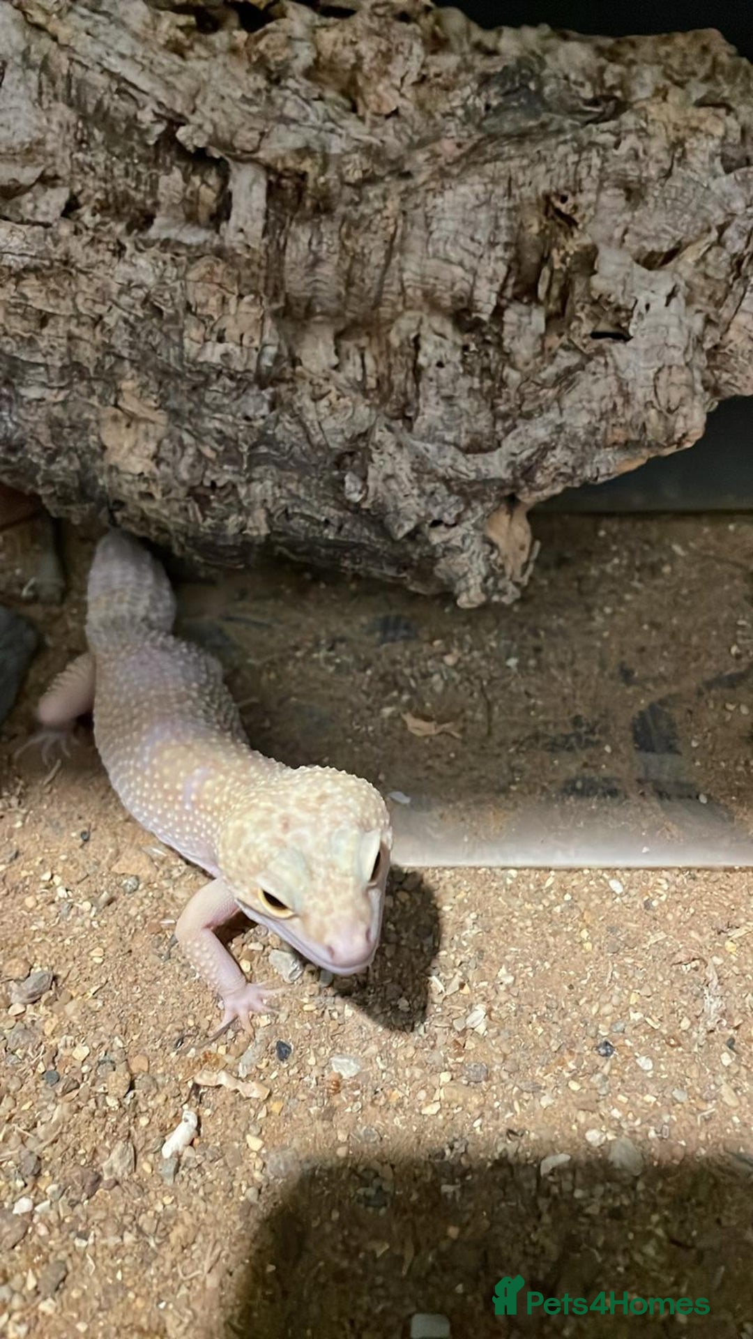Leopard Gecko reptiles for sale: 2 Female Leopard Geckos for Sale - Image 6